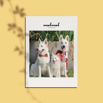 A beautiful family of White Swiss Shepherds posing outdoors. This promotional shot shows how I can capture stunning group portraits that you can use for your brand's marketing materials.