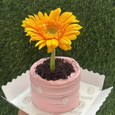 An edible bloom for Mother's Day. Our Flower Pot Cake is a creative and delicious bento-sized treat, with chocolate "soil" and a fresh gerbera daisy.