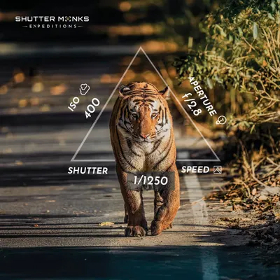 Here are the exact settings I used to capture the 'Rocket Shot' of this tiger. On my workshops, I provide this kind of practical, on-the-spot guidance to help you master the exposure triangle (ISO, Aperture, Shutter Speed) for crisp, dynamic wildlife shots.