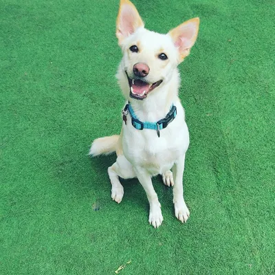 Just look at that sweet smile. This lovely indie dog is one of our happy guests, enjoying the day at our facility. Seeing them this content is my greatest reward.