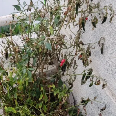 Seeing your plant dry up suddenly can be alarming. This is often a sign of root problems from overwatering, a common issue during the monsoon. We teach you how to ensure good soil aeration and when to protect your plants from excessive rain.