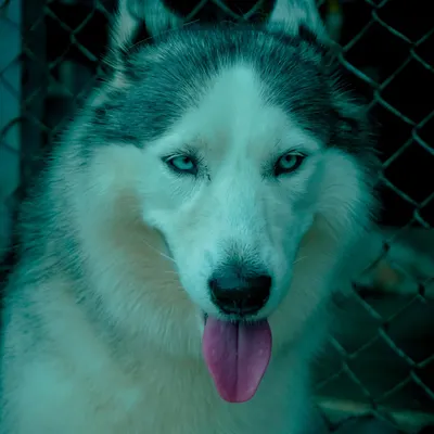 A stunning close-up of one of our resident Huskies. Their striking blue eyes and friendly nature make them a favorite among visitors.