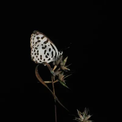 The contrast here is just stunning. This spotted butterfly, perched on a dry plant against a pitch-black background, looks like a star in the night sky. This dramatic lighting really makes its delicate patterns pop, showing nature's incredible artistry.