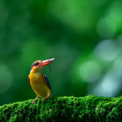 A female Oriental Dwarf Kingfisher with a fresh kill for her chicks. The monsoon in the Western Ghats is a time of frantic activity for these birds, and capturing this fleeting moment of parental duty is what I live for.
