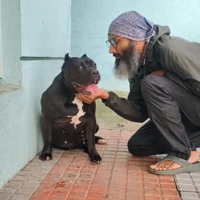 This big-hearted Staffordshire Bull Terrier was once abused. It melts my heart to give her the love she deserves. Alhamdulillah.