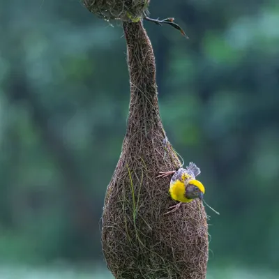 A male Baya Weaver, one of the avian world's finest architects, meticulously builds his nest to attract a female. It can take over 500 trips to gather enough grass for a single nest.