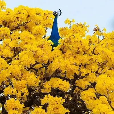 On Maha Shivratri, we worship Lord Shiva, who is often depicted sitting on a tiger skin. The tiger represents power, and Lord Shiva wearing its skin means he is beyond all power. This peacock, with its blue neck like Lord Shiva's, sitting in a golden tree, is my tribute to the festival.