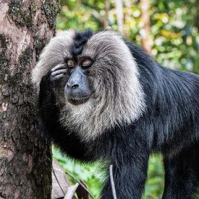This Lion-tailed Macaque's expression perfectly captures that "Monday headache" feeling. It's a reminder that we're not so different after all.