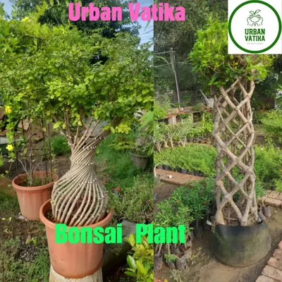A look at two of my bonsai creations, one with a twisted trunk and another with a beautiful woven trunk.