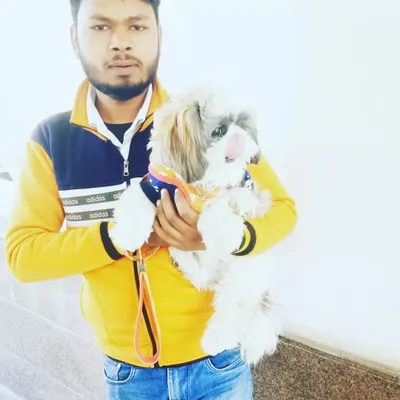 I adapt my training techniques for smaller breeds like this Shih Tzu. I focus on building their confidence and teaching basic commands in a way that suits their size and personality.