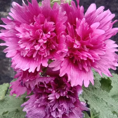 A close-up of a frilled, deep pink Hollyhock flower. I select plants with unique and impressive blooms for clients looking for something special.
