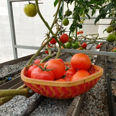 A basket of freshly picked tomatoes sitting right next to the vines they grew on. This is the definition of fresh, with a mix of ripe and ripening fruits visible on the plant.