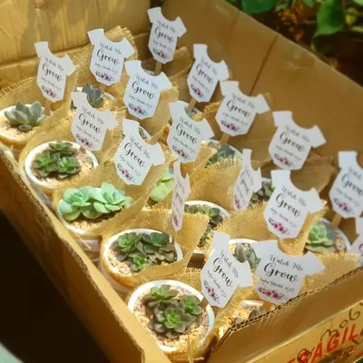 A "Watch Me Grow" themed order of succulent favors ready for a baby shower. Each plant is potted in a white ceramic pot, wrapped in burlap, and includes a personalized tag.