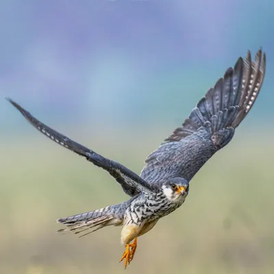 An Amur Falcon in full flight. Capturing this raptor with its wings spread against the sky showcases its power and grace. This is a difficult shot that requires fast and accurate focus tracking.