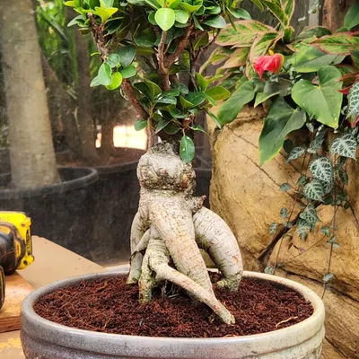 This angle of the Ficus Bonsai highlights its impressive aerial roots. Each bonsai I have is unique and has been carefully cultivated to develop its character.