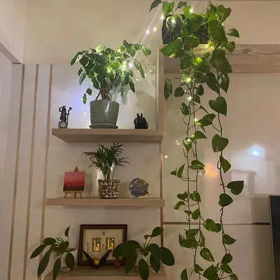 I was browsing my phone and found so many beautiful pictures our customers have shared over the years. This one with the fairy lights on the Pothos and Ficus for Diwali is so festive and brings back fond memories.