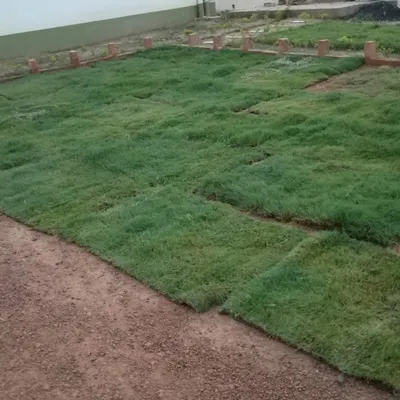 This is our natural carpet grass being installed. We lay it in patches to ensure quick establishment and a seamless, green lawn for your garden.