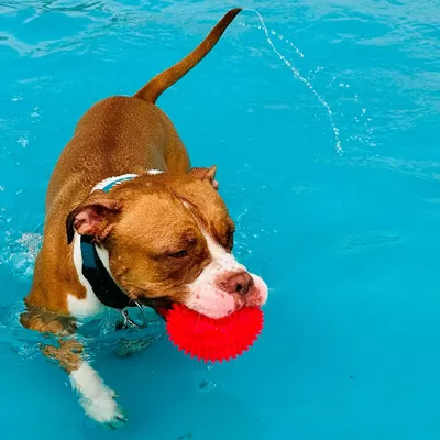 Pure bliss is a ball and a pool. This pup knows how to make the most of a sunny day at our camp, enjoying a refreshing swim and a game of fetch.