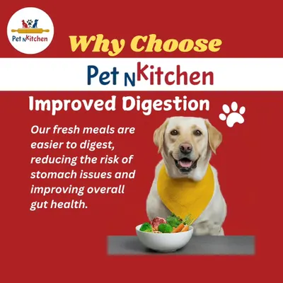 This image of a happy Labrador shows one of the first benefits you'll notice: improved digestion. My fresh meals are naturally easy to digest, reducing stomach issues and improving overall gut health for your pet.
