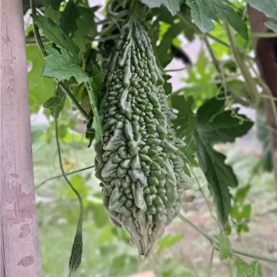This healthy bitter gourd, or karela, is growing happily on a simple trellis on my terrace. I can show you how to set up vertical supports to grow climbing vegetables even in small spaces.