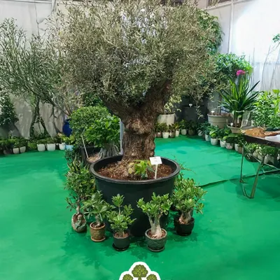 We were honored to be recognized at Van Mahotsav 2025 for our contribution to promoting biodiversity. This stunning olive tree was a centerpiece of our display, showcasing our commitment to bringing unique, mature plants to our community.