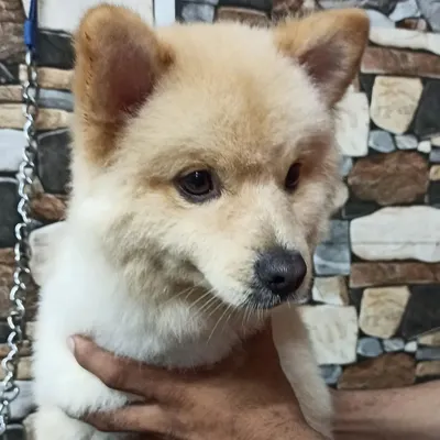 The 'after' reveal. Bolt, a charming Pomeranian mix, looking sharp and feeling fresh after his full grooming session, including a teddy bear cut.