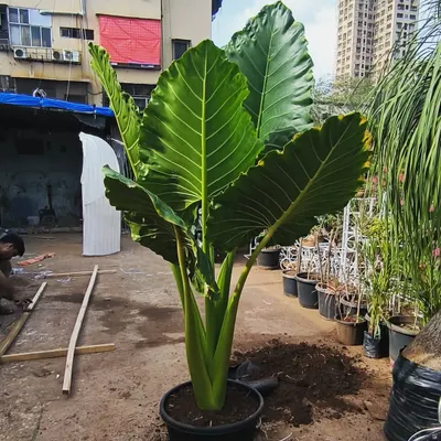A full-sized Alocasia, also known as an Elephant Ear plant, ready at our nursery. Its huge, dramatic leaves make it a popular choice for creating a tropical jungle vibe.