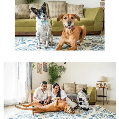 A full family portrait with Yuki and Navi, who are getting ready to welcome a new baby sister. The top image shows them posing perfectly, while the bottom captures a candid moment of play and relaxation.