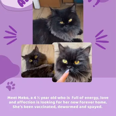 Meet Meko, a 4.5 year old Persian cat full of energy and affection. She is vaccinated, dewormed, and spayed, looking for her new forever home in Bangalore.