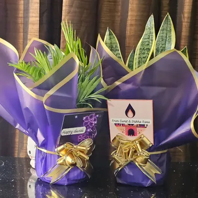 Here are two plants, a Parlor Palm and a Snake Plant, wrapped and ready for Diwali gifting. I can add custom tags and elegant wrapping for any occasion to make your gift feel personal.