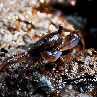This tiny Purple Shore Crab was one of the biggest challenges I’ve ever faced. Capturing a subject this small with my huge 600mm lens required so much patience and careful positioning. I’m incredibly proud of this shot because it represents the dedication I bring to every project.