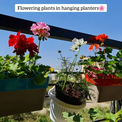Flowering plants in hanging planters are a great way to add color and life to your balcony railings.