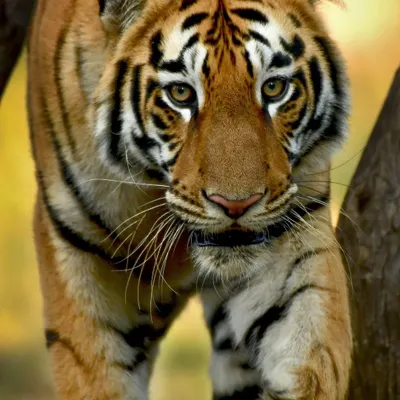 A close-up encounter with a magnificent tiger in Tadoba. There's an intensity and intelligence in their gaze that is absolutely captivating.