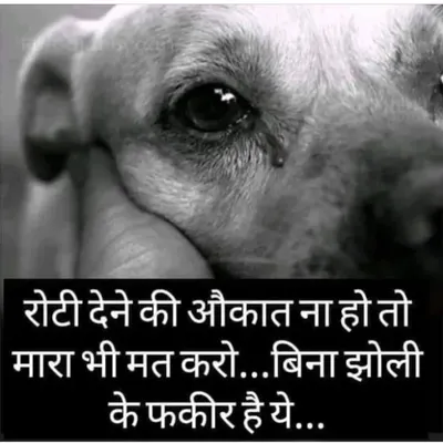 This message is at the heart of everything we do. We believe that if you cannot feed them, you must not hurt them, as they are souls without pockets. This principle guides how we care for every pet.