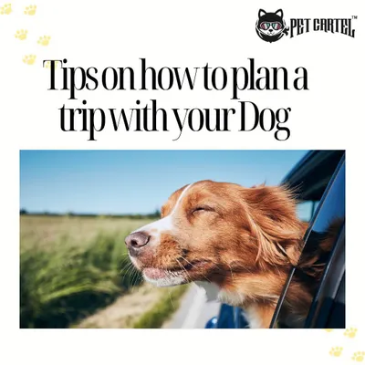 Planning a trip with your dog can be a wonderful experience. I provide a dedicated pet taxi service for local travel and also share helpful information to make your holiday planning smooth and successful.