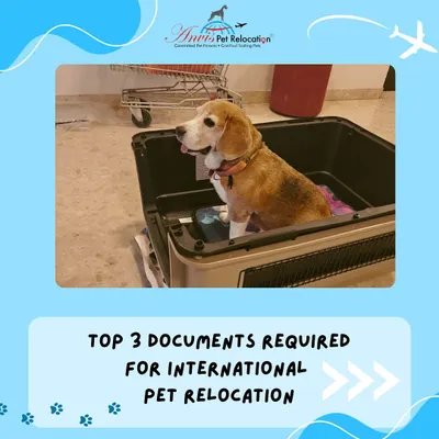 International pet relocation requires specific documentation. Here, a beagle sits patiently in its travel crate, ready for the journey. We will guide you through the top three essential documents needed for a smooth process.