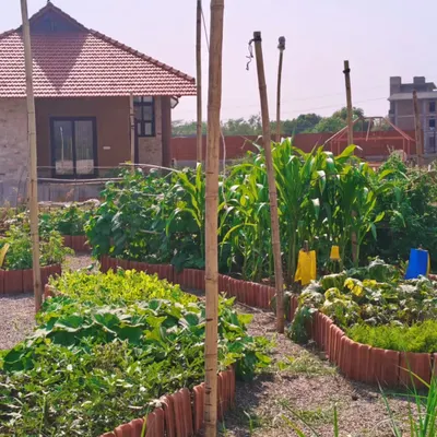A view of the completed organic veggie garden we designed in Ranthambore. The curved terracotta beds are now filled with thriving plants like corn and gourds, creating a productive and aesthetically pleasing landscape.