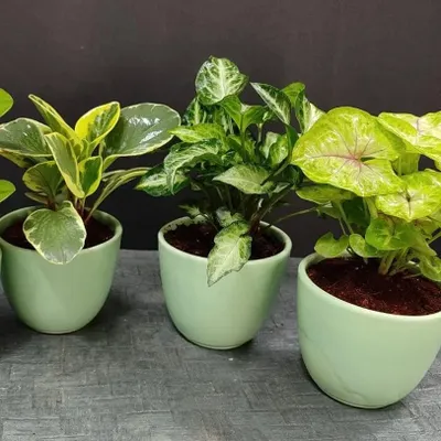 A lovely trio of our small indoor plants in matching light green ceramic pots. This set includes a variegated Peperomia, a Syngonium, and a Caladium, making a perfect gift collection.