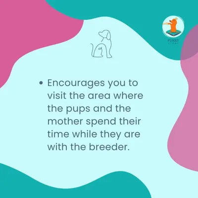 A responsible breeder will always encourage you to visit their facility. They should be proud to show you the clean, safe, and nurturing environment where the puppies and their mother are raised.