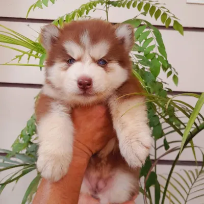 This is a super woolly coat male Siberian Husky puppy with a striking red and white coat. His father is a direct import, which is why he has such premium quality fur and features.