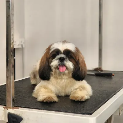 Little Dhiya the Shih Tzu is all smiles after her day with me. Her grooming includes a face trim to keep hair out of her eyes and a pawdicure for comfortable walking, leaving her feeling pampered and looking her best.