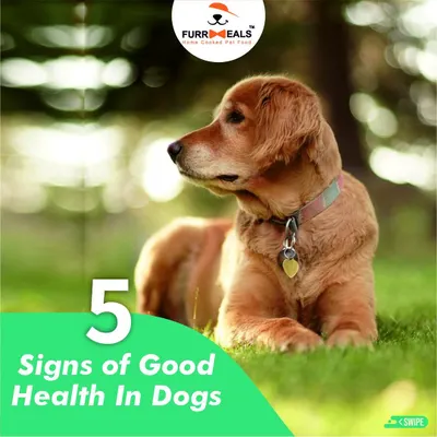 A healthy dog shines from the inside out. This guide covers the five key signs of good health, from a soft, shiny coat and clean teeth to being active and engaged. Let's learn to read the signs our dogs give us.