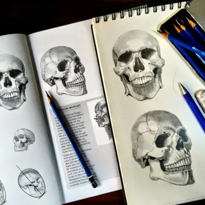 A page from my sketchbook showing various skull studies. Practicing drawing skulls from different angles is essential for understanding the structure of the human head for portraiture.