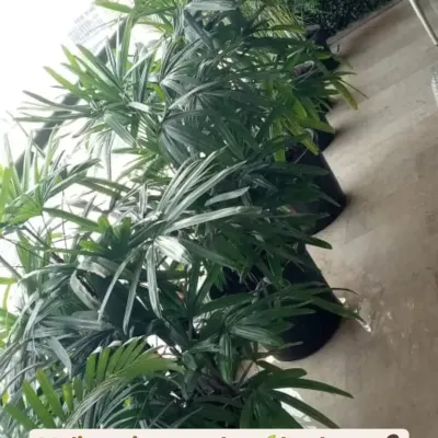 My Mali service is like having a doctor for your plants. This image shows a row of healthy palms ready for delivery, with the promise that my team will be there to care for them.