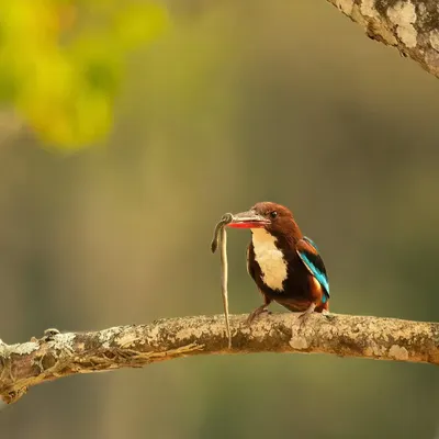 A White-throated Kingfisher with a freshly caught snake in the BRT Tiger Reserve. While not a raptor, its hunting prowess is just as impressive, making for a dynamic predator shot.