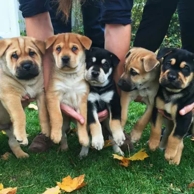 A beautiful lineup of five different puppies, each with a unique look and personality. This image captures the excitement of choosing a new best friend from a diverse and healthy group.