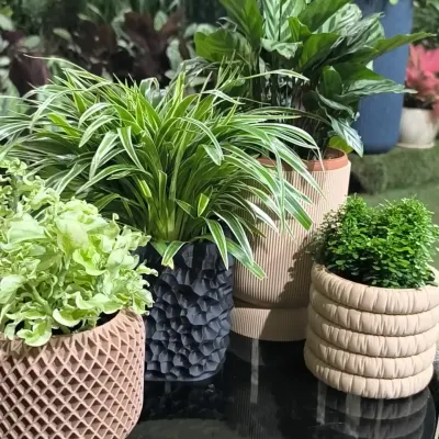 Mix and match your way to the perfect green corner. We offer a wide variety of indoor plants and textured planters to suit your personal style and home decor.
