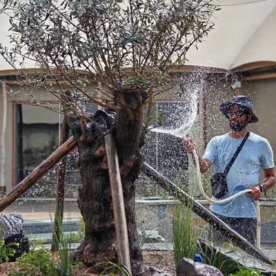 The number one tip for pest-free plants is simple: give them a regular wash. Here's Angud giving this majestic Olive Tree a lot of TLC, a simple but crucial step in our maintenance routine.
