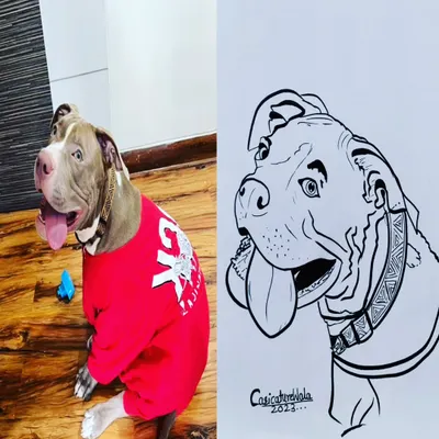 Here is a before and after of Ajax, a handsome dog. I'm ready to add color to this pet portrait.