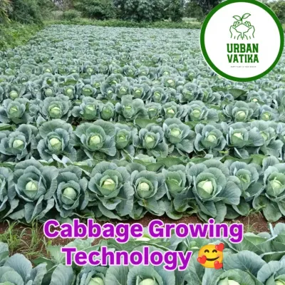 A sprawling cabbage farm we developed, showing endless rows of healthy, uniform heads. This is the result of systematic planning and execution.